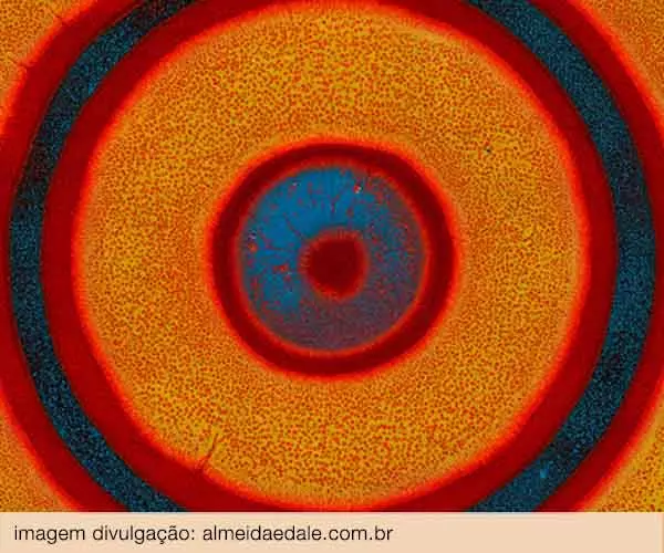 Foto de Material Affinities and Tropical Dreams