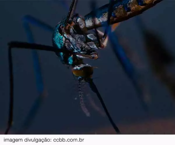 Foto de Vivian Caccuri – Pele Azul em SP